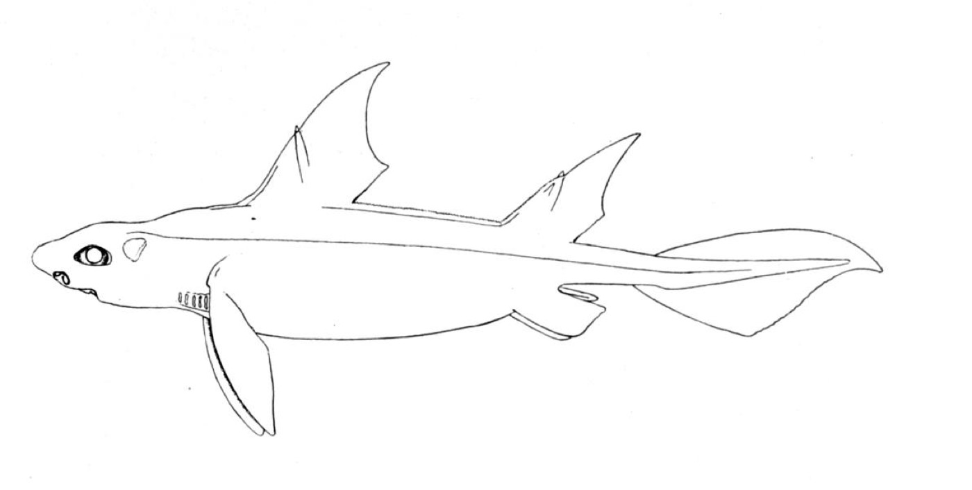 Historic angular roughshark reference image showing the high triangular body and large dorsal spines; not to scale.