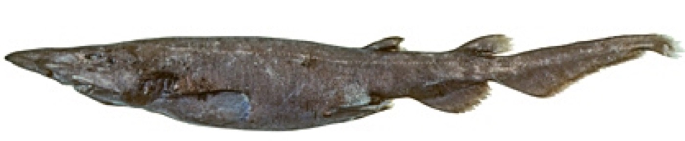 Roughskin catshark reference photograph showing the slender body and broad head; not to scale.