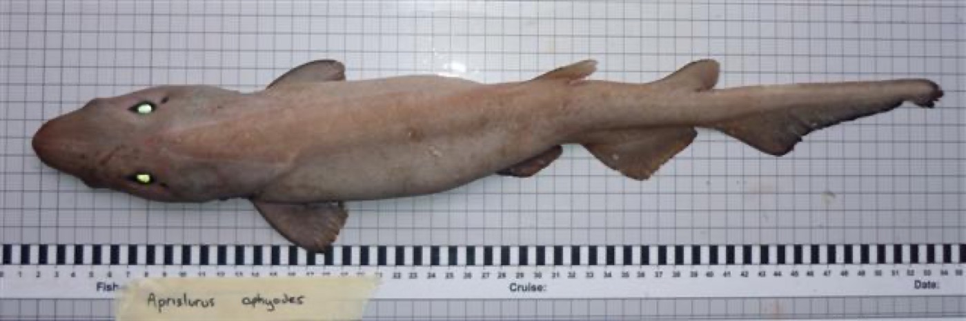 White ghost catshark reference photograph showing the pale body and long tail; not to scale.