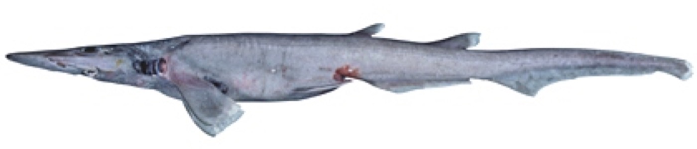 Australian blackmouth catshark reference photograph showing the tapered body and long tail; not to scale.