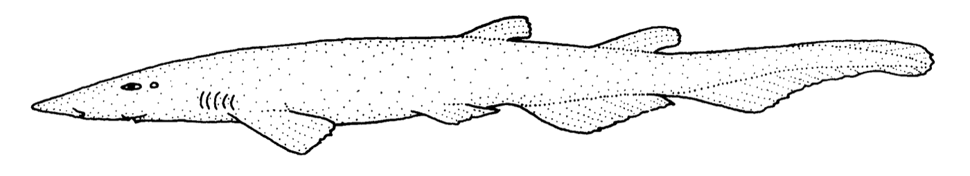 Illustrated flathead catshark profile from Guide to the Sea Fishes of New Zealand; not to scale.