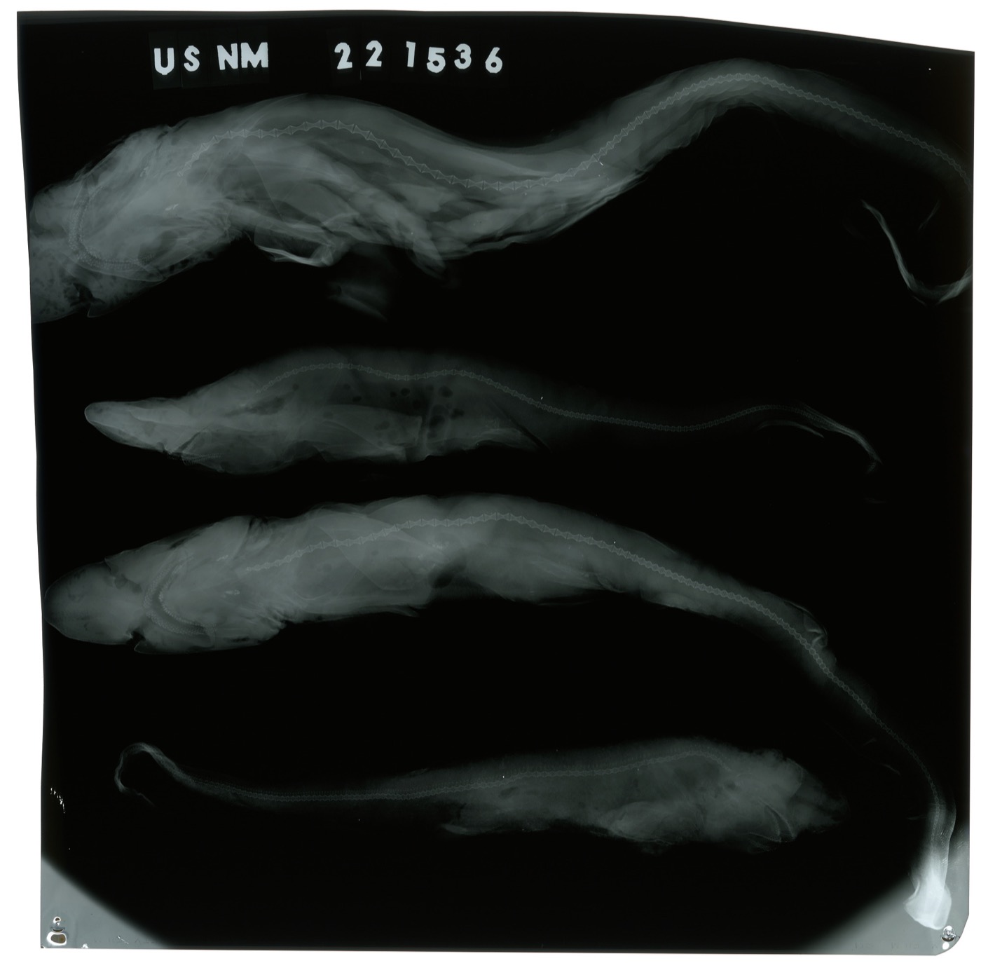 USNM specimen photograph of Apristurus riveri in lateral view; not to scale.
