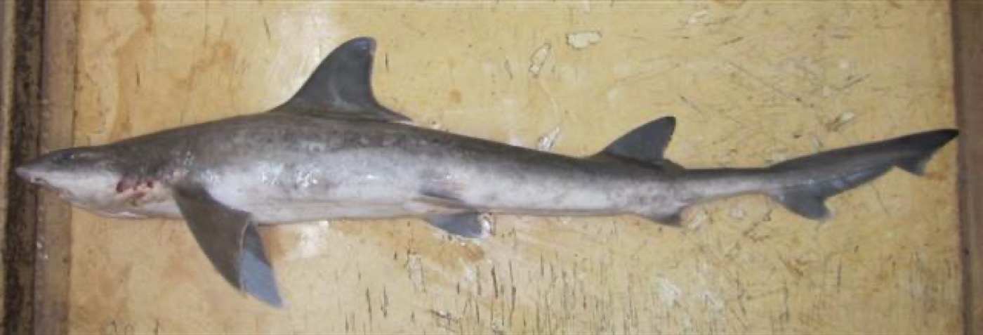 Arabian smooth-hound reference photograph showing the slender body and rounded smoothhound head; not to scale.