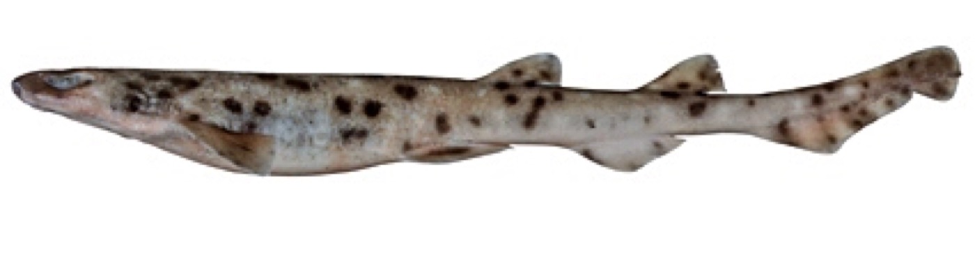 Australian spotted catshark reference photograph showing the spotted body and rounded snout; not to scale.