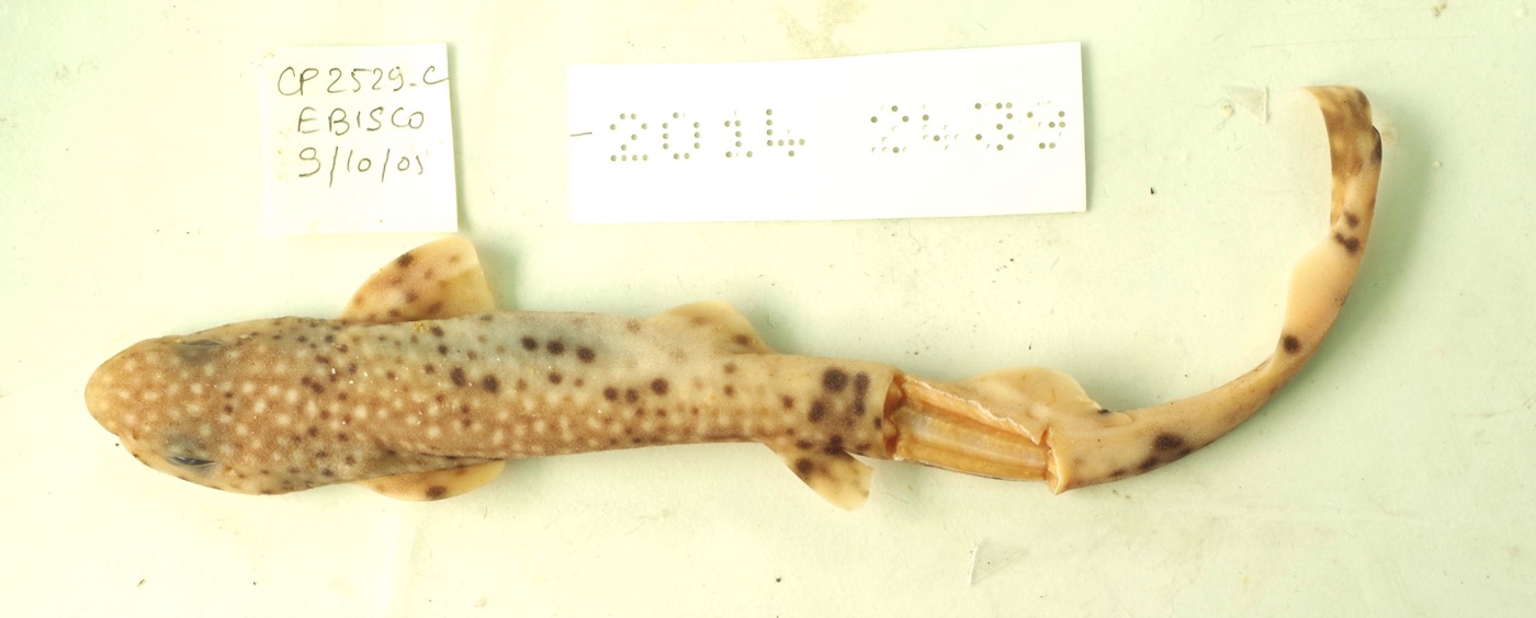 Museum specimen photograph of Asymbolus galacticus in profile; not to scale.