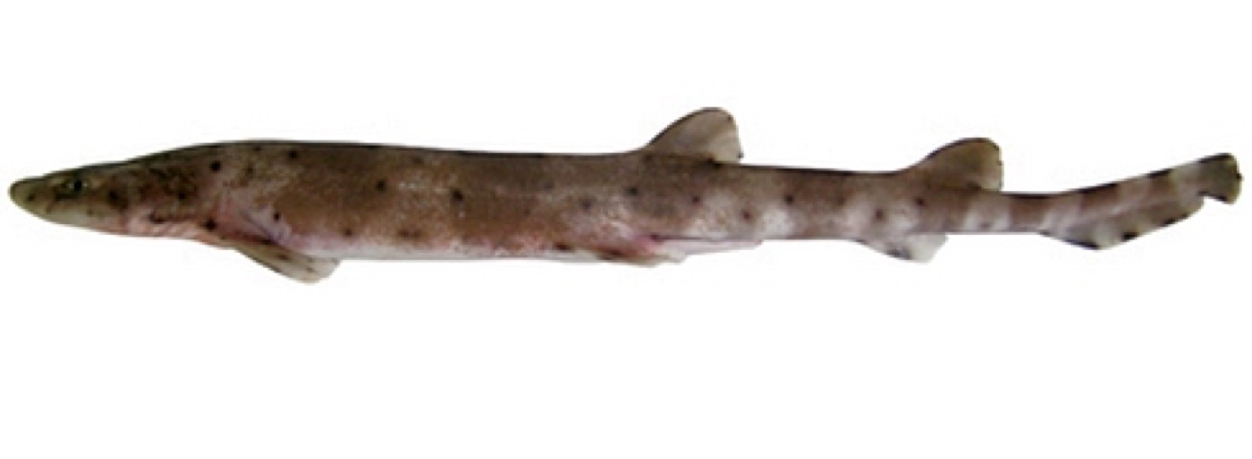 Coral catshark reference photograph showing the narrow body and dark banding; not to scale.