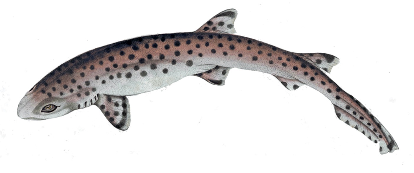 Historical illustration of Atelomycterus marmoratus in lateral view; not to scale.