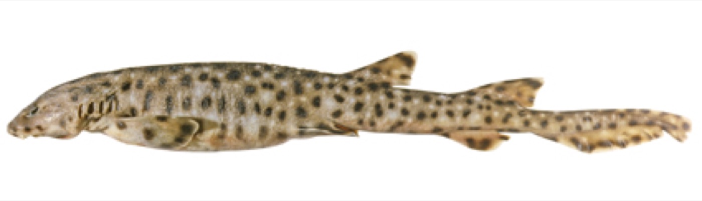 Blackspotted catshark reference photograph showing the slim body and spotted flanks; not to scale.