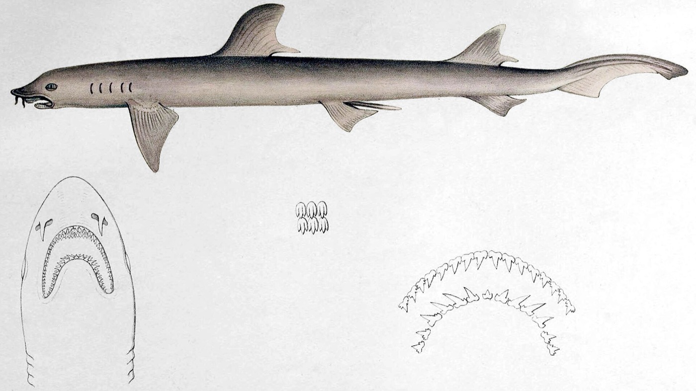 Historic barbeled houndshark illustration showing the long nasal barbels and slim houndshark body; not to scale.