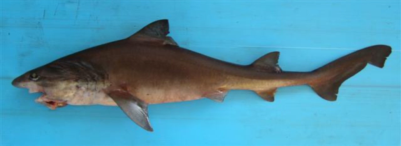 Bigeye houndshark reference photograph showing the large eye and slender houndshark profile; not to scale.
