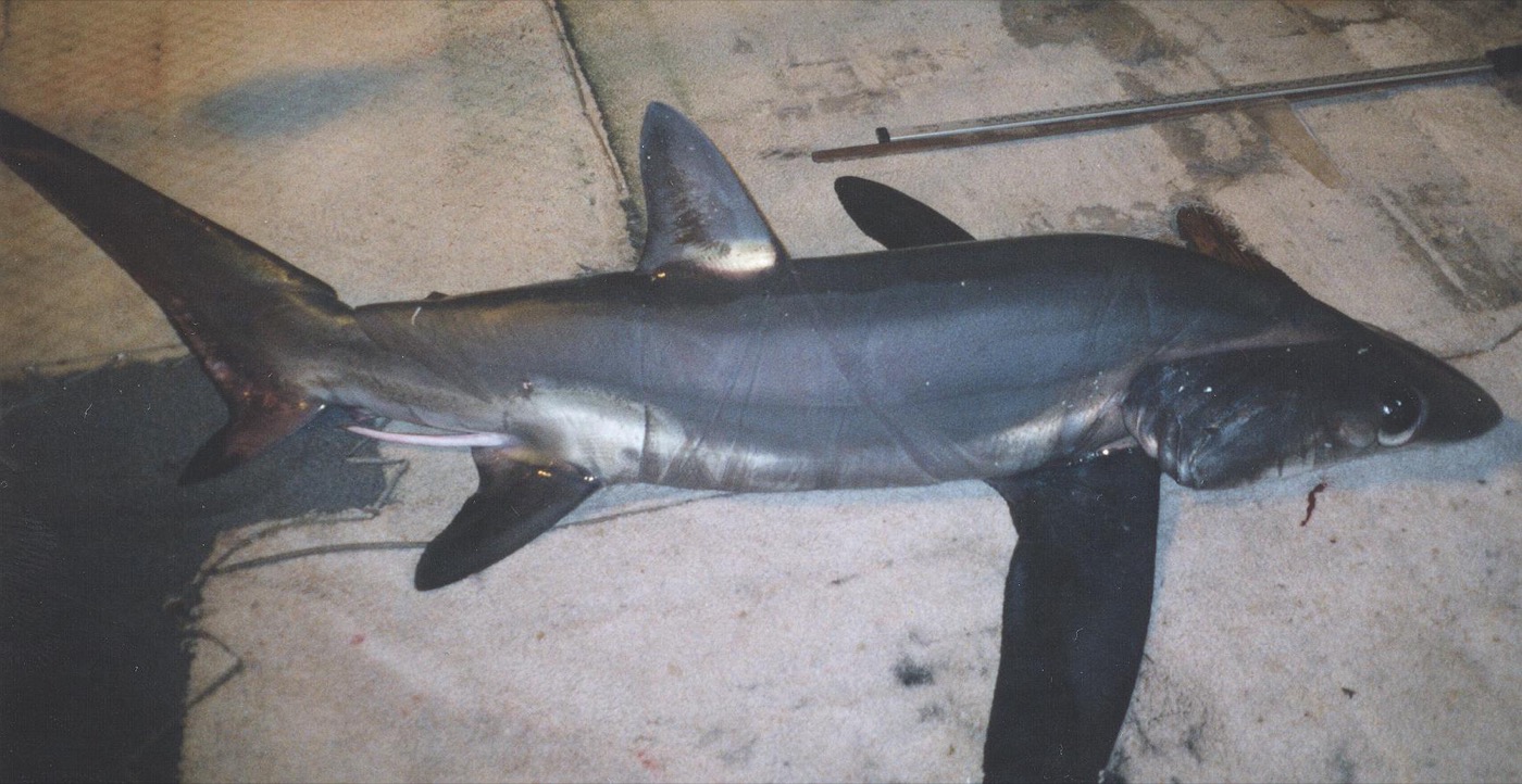 Bigeye thresher reference photograph showing the oversized eyes and long upper tail lobe; not to scale.