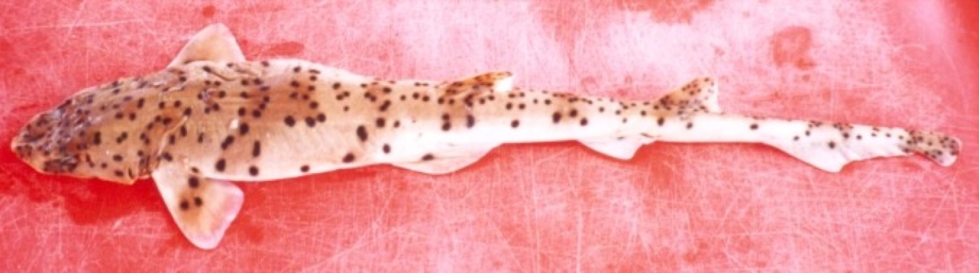 Blackspotted catshark reference photograph showing the slim body and scattered dark spotting; not to scale.