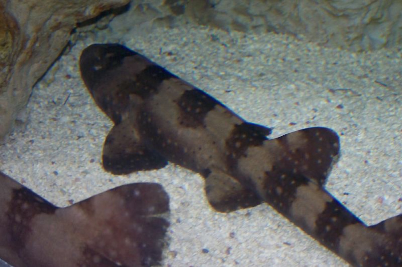 Bluespotted bamboo shark photograph showing the elongated body and pale spotting; not to scale.