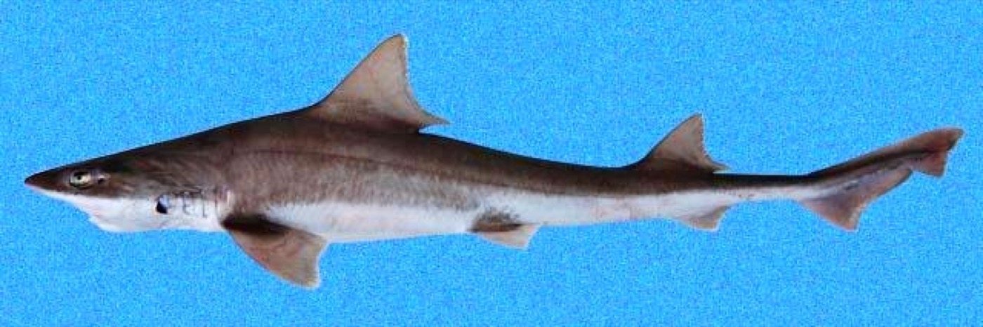 Brown smoothhound reference photograph showing the slim body and rounded smoothhound fins; not to scale.