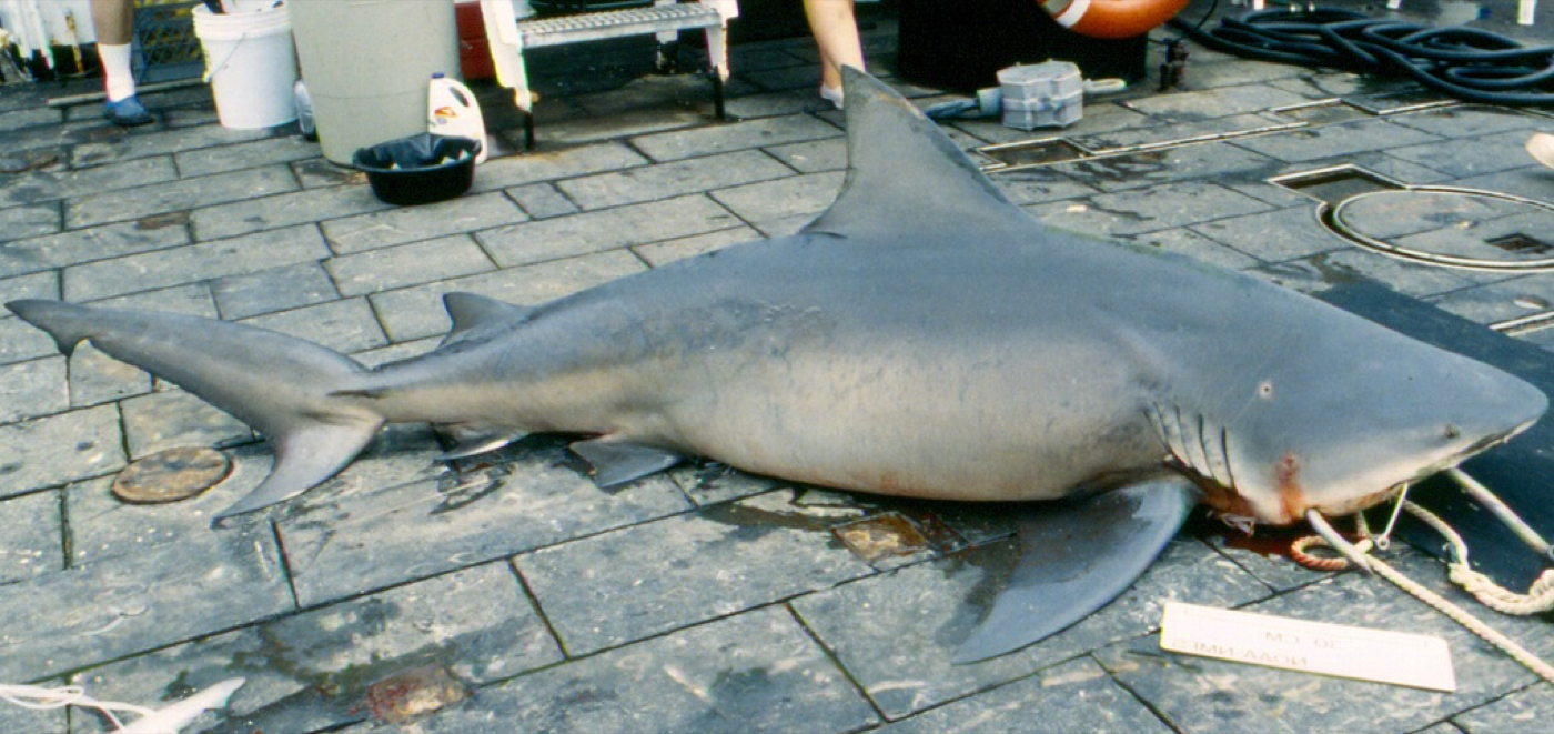 Bull shark reference photograph from NOAA's Apex Predators Program; bundled for truthful species recognition.