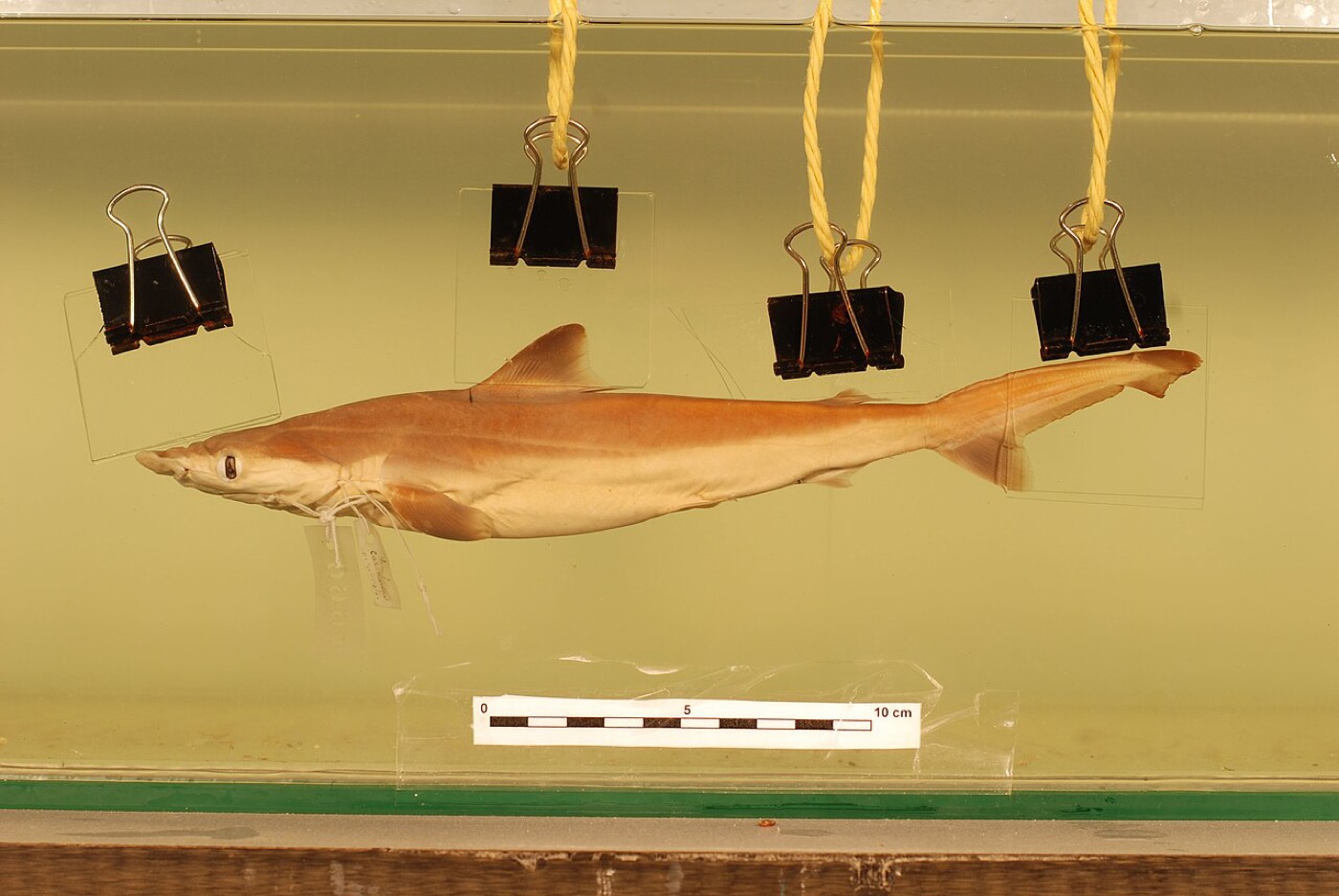 Borneo shark specimen photograph showing the slim requiem shark profile and pointed snout; not to scale.