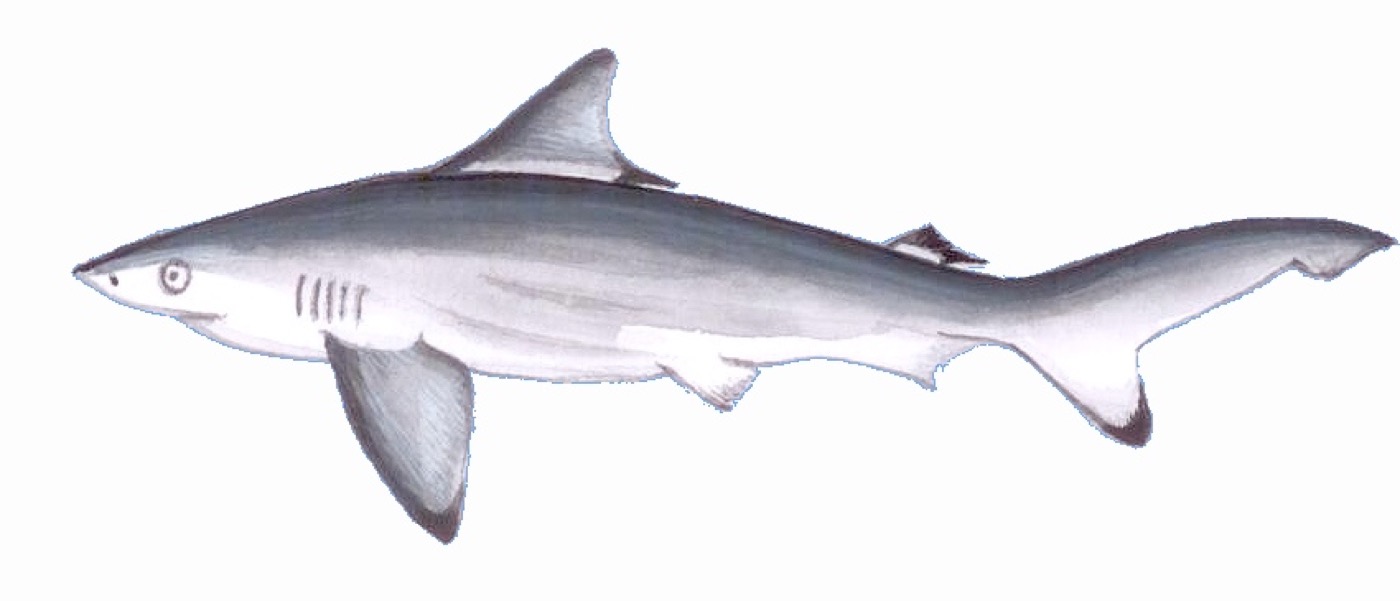 Pondicherry shark illustration showing the slender body and pointed fins; not to scale.