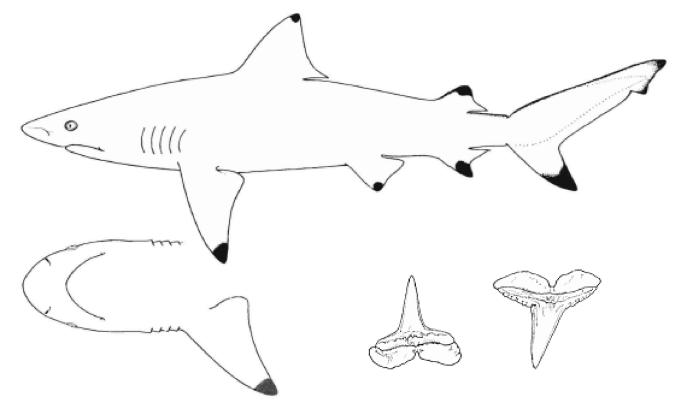 Smoothtooth blacktip shark scientific illustration showing the pointed snout and long pectoral fins; not to scale.