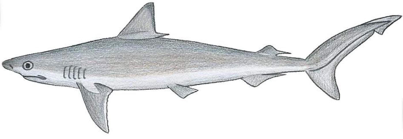 Caribbean sharpnose shark reference photograph showing the slim body and pointed snout; not to scale.