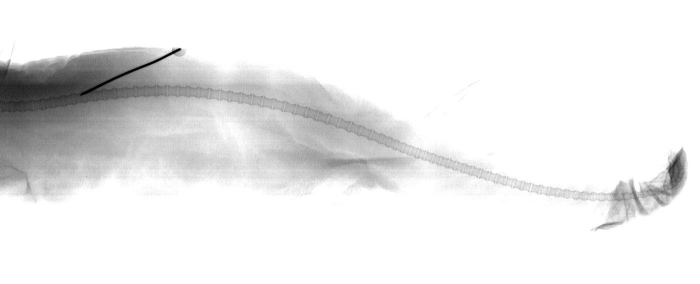 Museum specimen photograph of Centrophorus lesliei showing the deepwater dogfish profile; not to scale.
