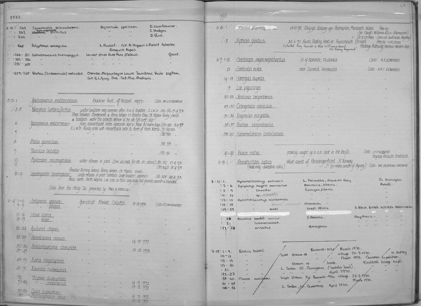 Natural History Museum specimen photograph of Centrophorus seychellorum in lateral view; not to scale.