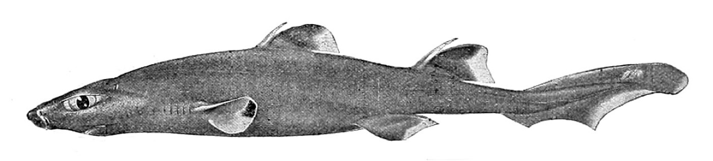 Combtooth dogfish historical illustration showing the dark body and stout dorsal spines; not to scale.