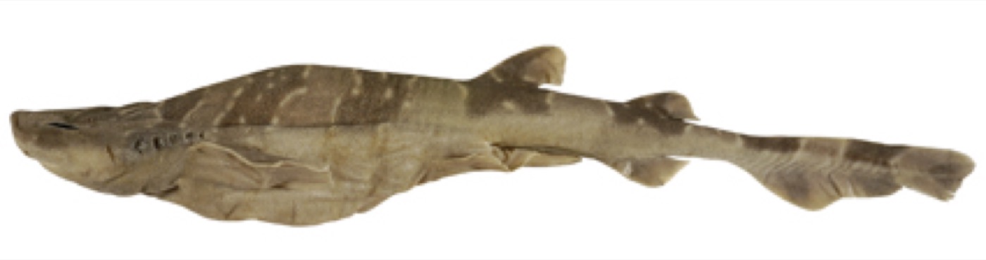 Cook's swellshark reference photograph showing the broad head and mottled body; not to scale.
