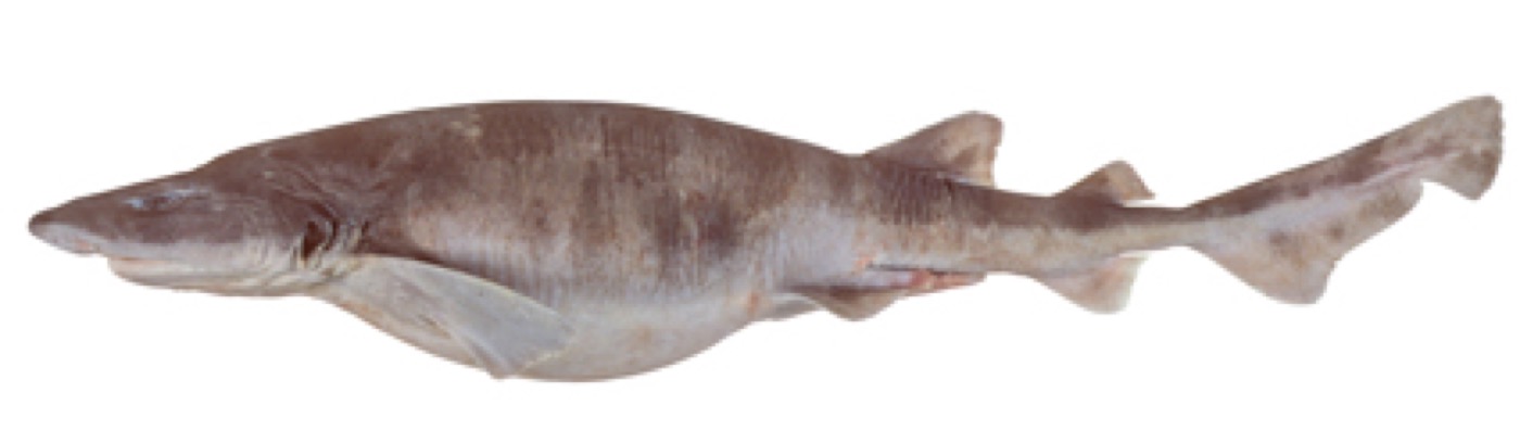 Variegated swellshark reference photograph showing the mottled body and short snout; not to scale.