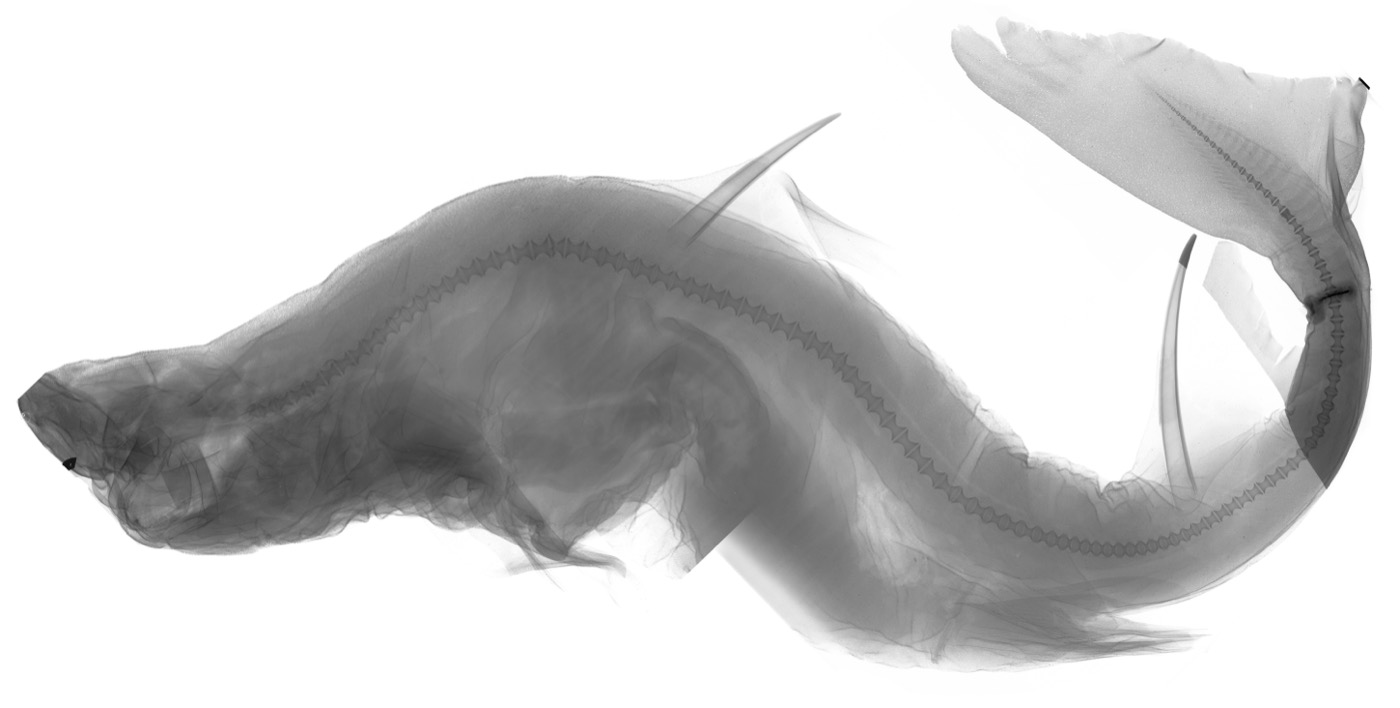 California Academy of Sciences specimen photograph of Cirrhigaleus barbifer in lateral view; not to scale.