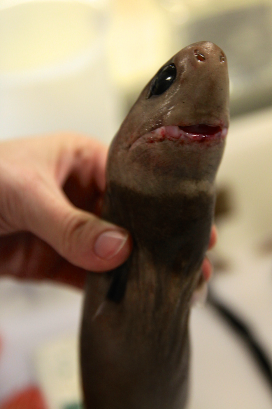 NOAA close specimen photograph of a cookiecutter shark emphasizing the blunt head and dark body; not to scale.