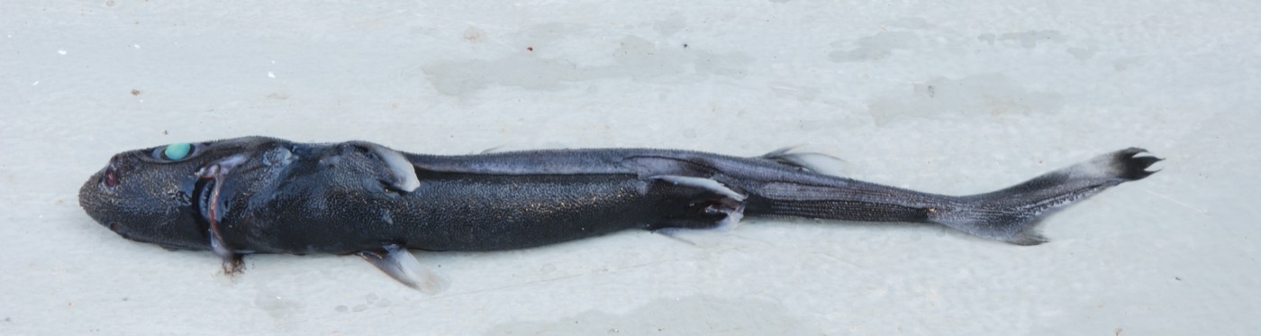 National Fish Collection specimen photograph of Etmopterus alphus in profile; not to scale.