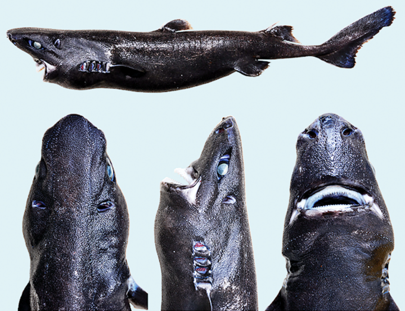 Ninja lanternshark scientific figure showing the dark body and fin placement; not to scale.