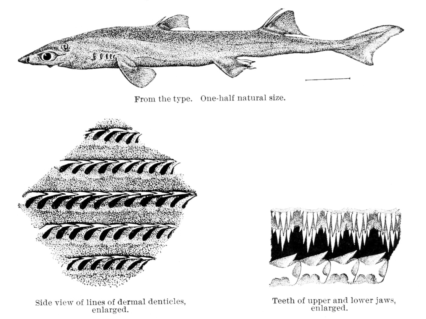 Historical illustration of Etmopterus brachyurus in lateral view; not to scale.