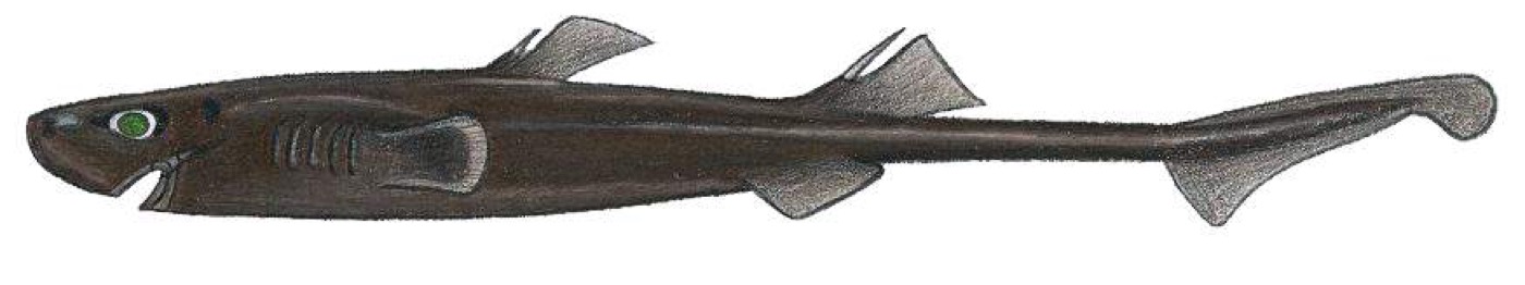 Carter's lanternshark specimen photograph showing the elongated body and pointed snout; not to scale.