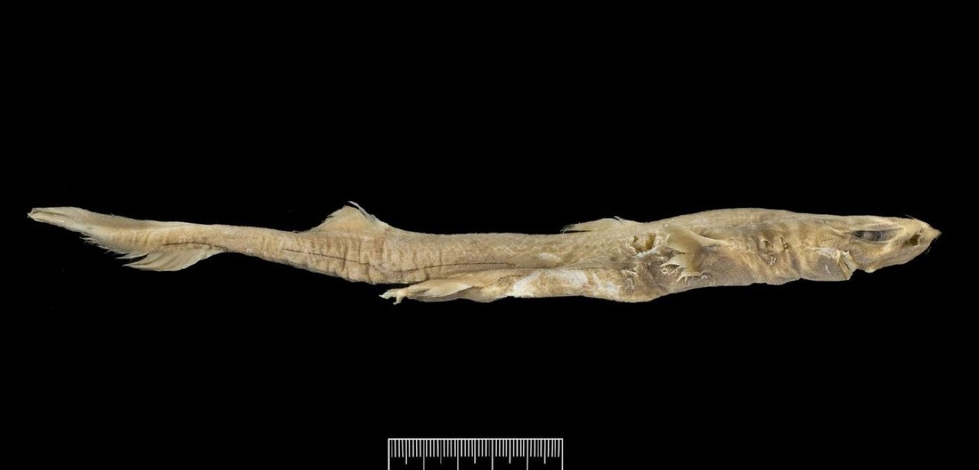 Combtooth lanternshark specimen photograph showing the short snout and slim body; not to scale.