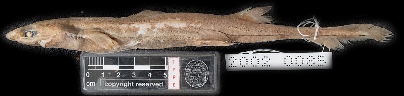 Blackmouth lanternshark specimen photograph showing the dark mouth line and elongated body; not to scale.