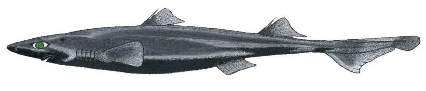Caribbean lanternshark specimen photograph showing the narrow body and elongated snout; not to scale.