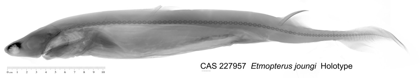 California Academy of Sciences specimen photograph of Etmopterus joungi in lateral view; not to scale.