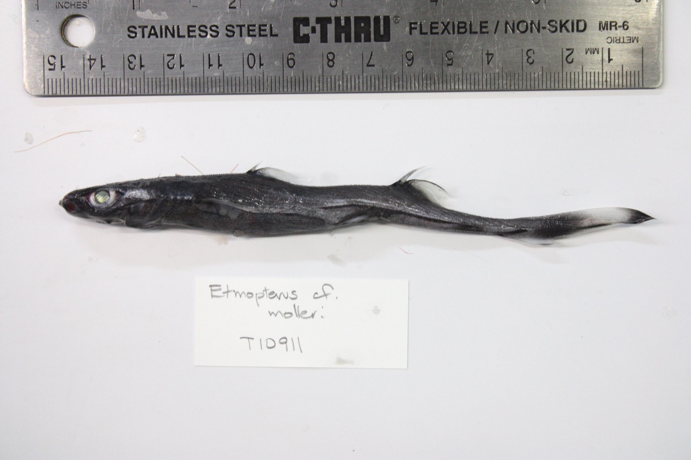 University of Kansas specimen photograph of Etmopterus molleri in profile; not to scale.