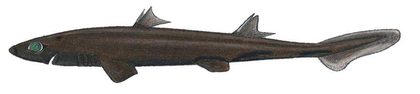 Illustration of Etmopterus robinsi in lateral view; not to scale.