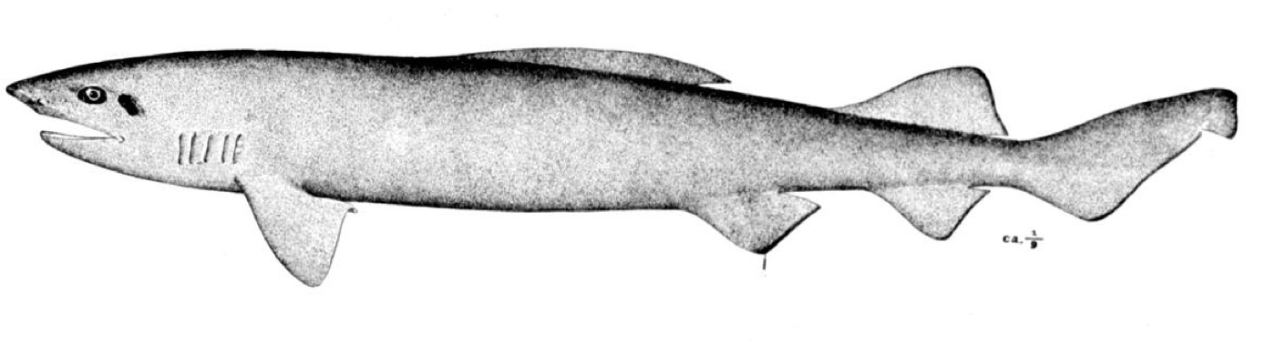 Historical illustration of the velvet belly lanternshark in lateral view; not to scale.