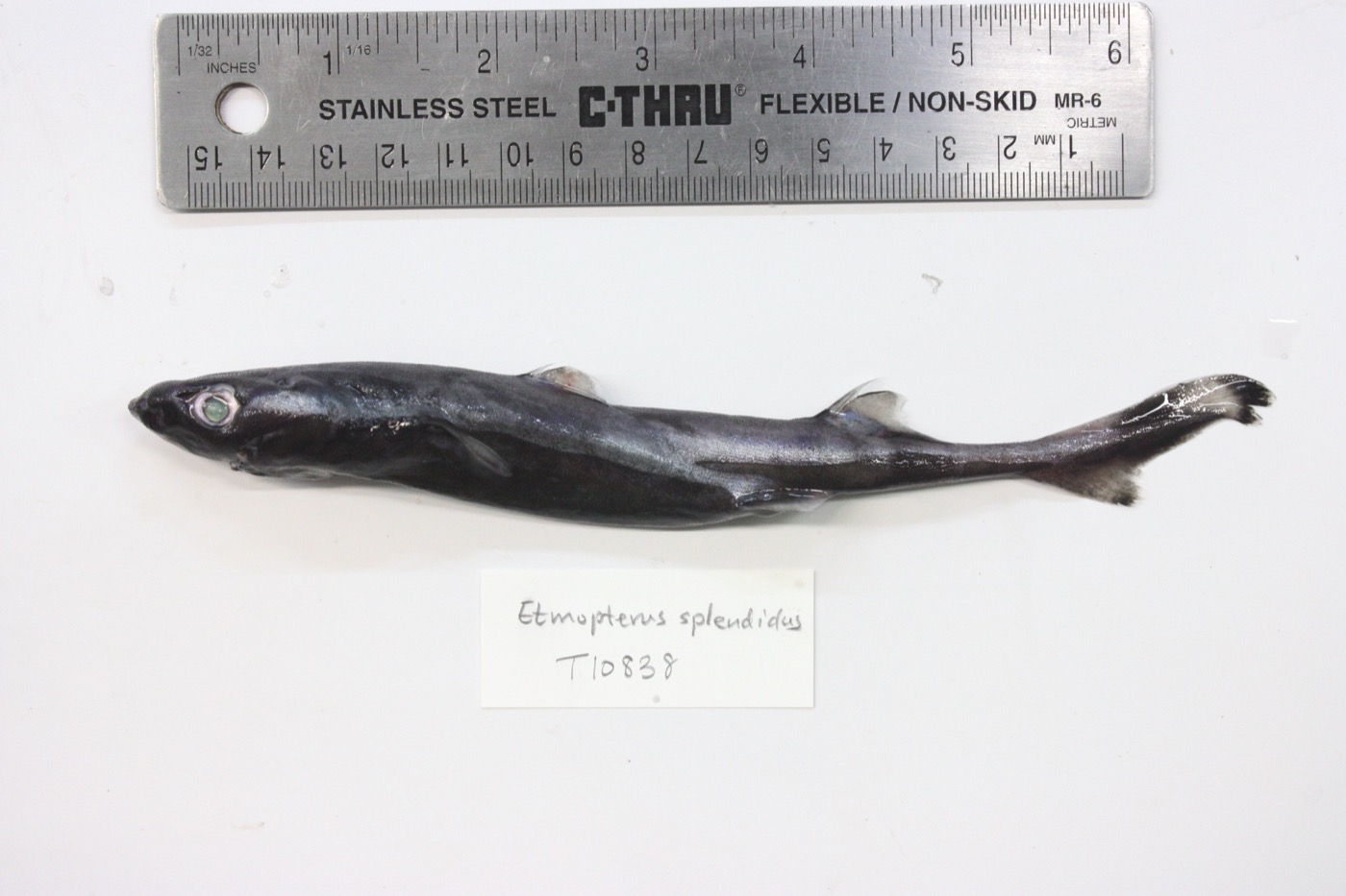 University of Kansas specimen photograph of Etmopterus splendidus in profile; not to scale.