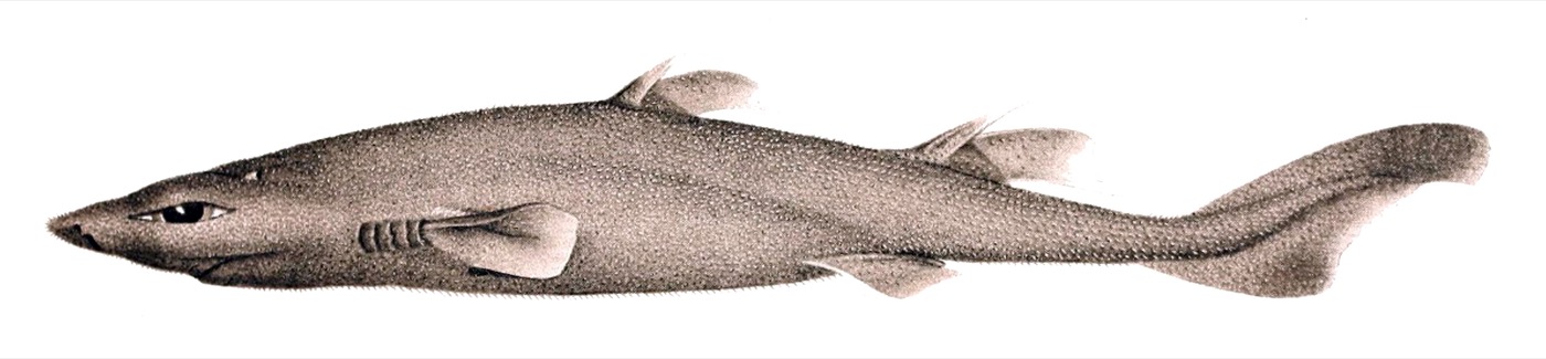 Historical illustration of Etmopterus villosus in lateral view; not to scale.