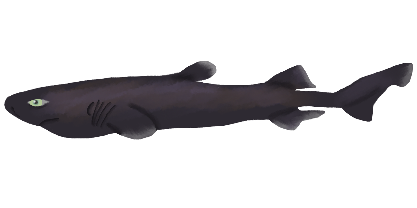 Digital illustration of Euprotomicroides zantedeschia in lateral view; not to scale.