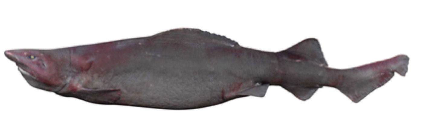 False cat shark reference photograph showing the large soft-bodied head and tapering tail; not to scale.