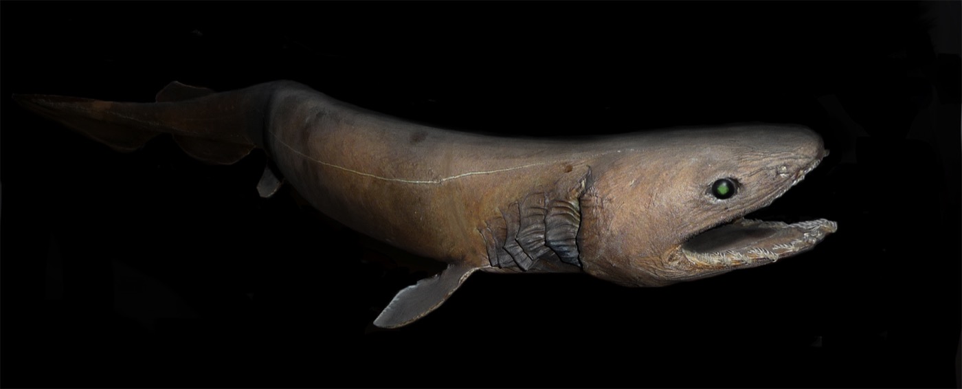 Frilled shark reference image showing the eel-like body and frilled gill openings; not to scale.