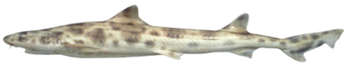 Whiskery shark specimen profile from the Australian National Fish Collection; not to scale.