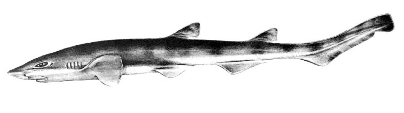 Historical scientific illustration of Galeus eastmani in lateral view; not to scale.