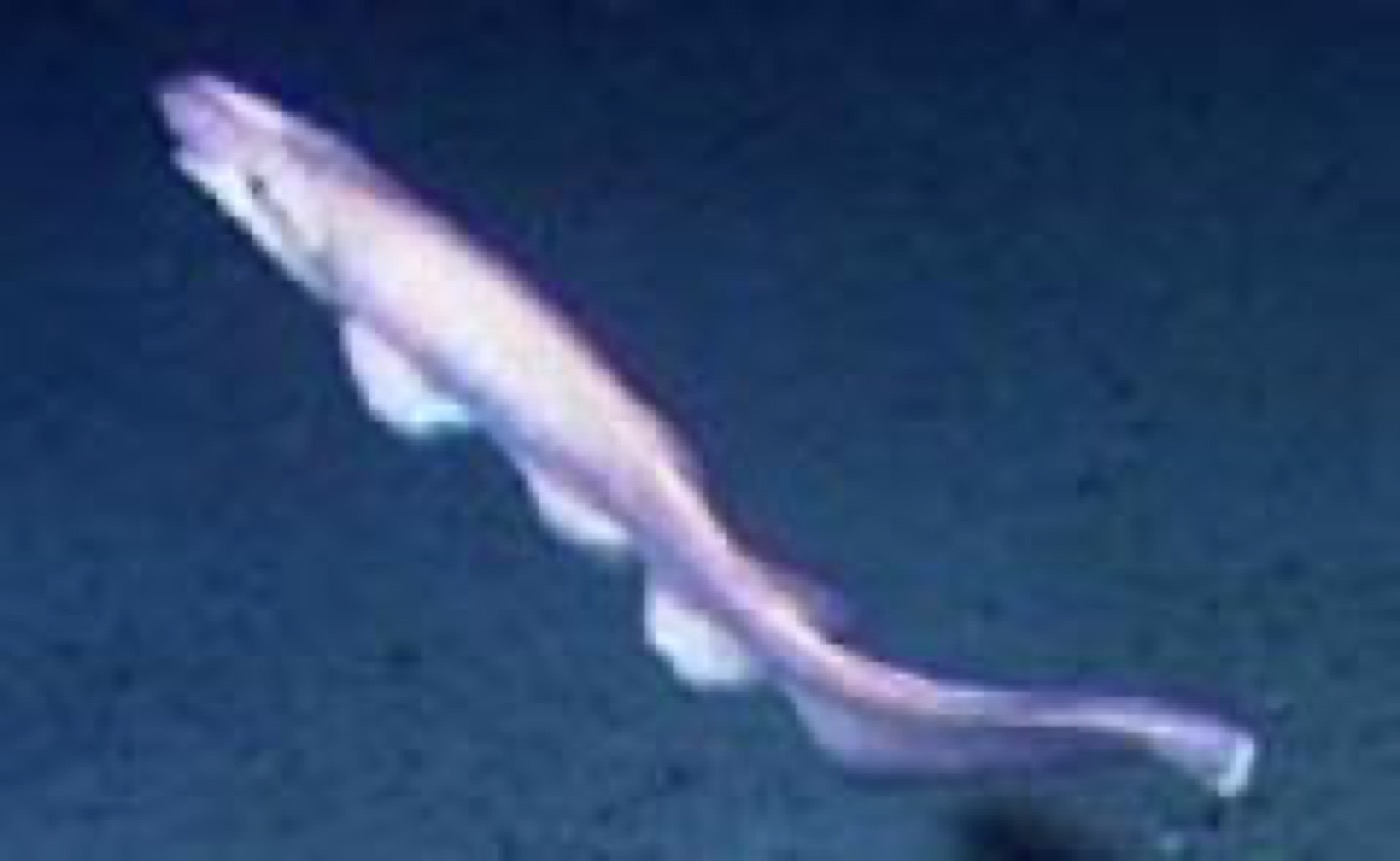 Ghost catshark reference image showing the pale body and broad head; not to scale.