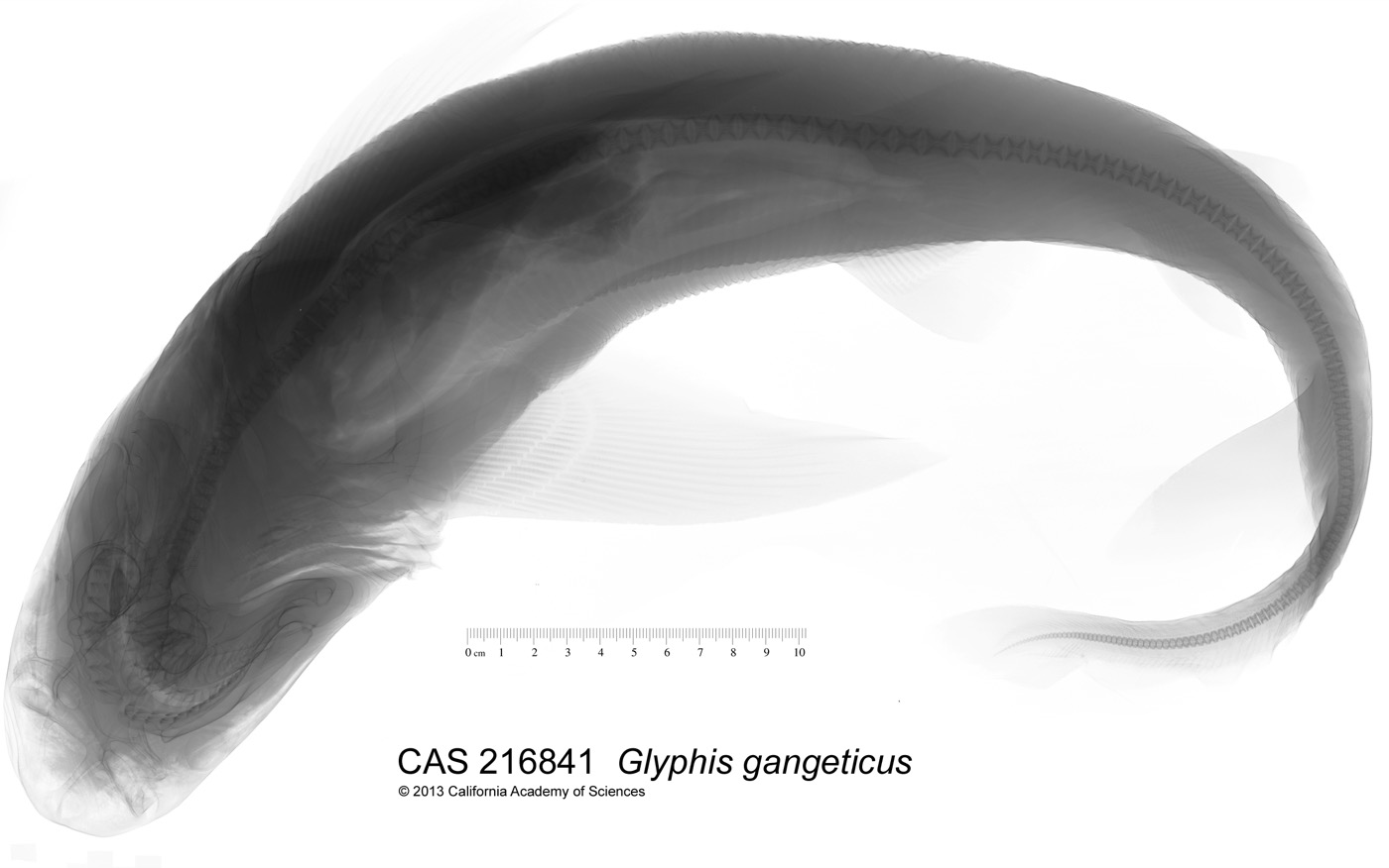 California Academy of Sciences specimen photograph of Glyphis gangeticus in profile; not to scale.